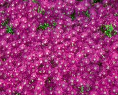 Tapeta Nature Flowers 630.jpg